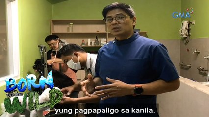 Born to Be Wild: Gaano kadalas dapat paliguan ang aso?