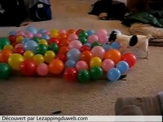 Chien contre Ballons !