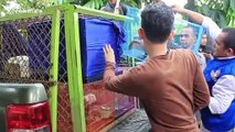 Protected species rescued from illegal online auction in Indonesia