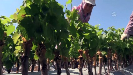 Özbekistan'ın asma fidanlarını sağlıyorlar - BİLECİK