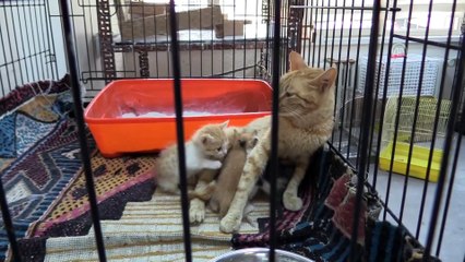 Sahipsiz kalan yavrulara da 'anne' oldu - SİİRT