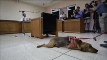 Costa Rica permite que un perro asista como víctima a un juicio por maltrato contra su exdueño
