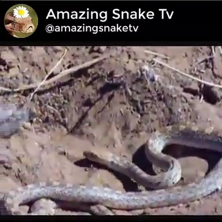 How Snake Dig A Hole For Himself  Let's Watch