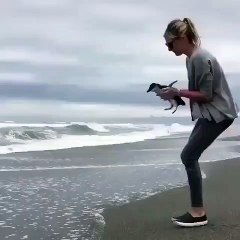 Doğal yaşamına bırakılırken veda etmekte zorlanan penguen