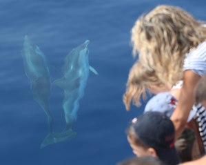 Nage à proximité ou avec les dauphins, des associations disent "c'est assez"