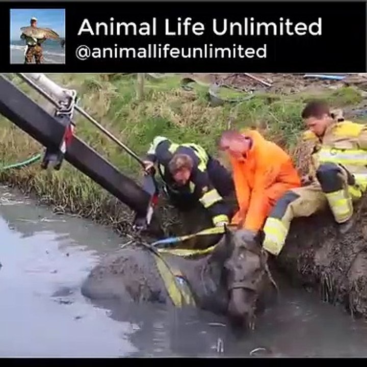 Dramatic horse rescue stuck in mud