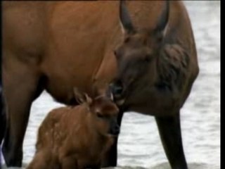 Natura Memorial Ultim..._NEW