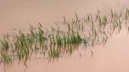 전북지역에 물 폭탄...토사 유출·농경지 침수 / YTN
