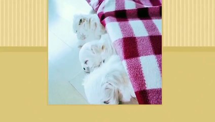 합천출장타이O7Os7301s9649｛카톡LA666｝ぱ합천출장안@마ぱ합천출장샵ぱ합천출장맛사지 ぱ합천출장걸썰 합천출장걸가격 합천출장러시아 합천외국인후불출장업소 합천24시출장마사지샵'예약ゲゴサ