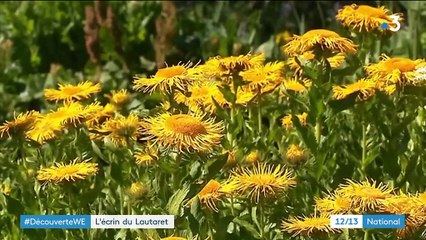Environnement : à la découverte du jardin du col du Lautaret
