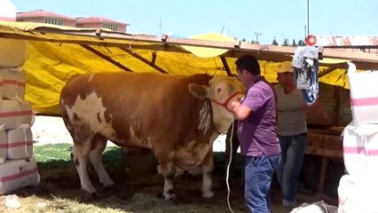 İnegöl hayvan pazarının "Aslan"ı