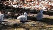 Baby swans taking their first walk