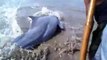 Des touristes se mobilisent pour sauver un dauphin échoué sur la plage