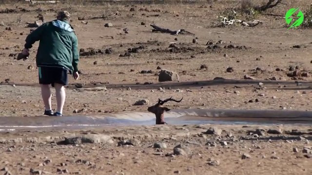 Héros du jour : il sauve une impala coincée dans la boue