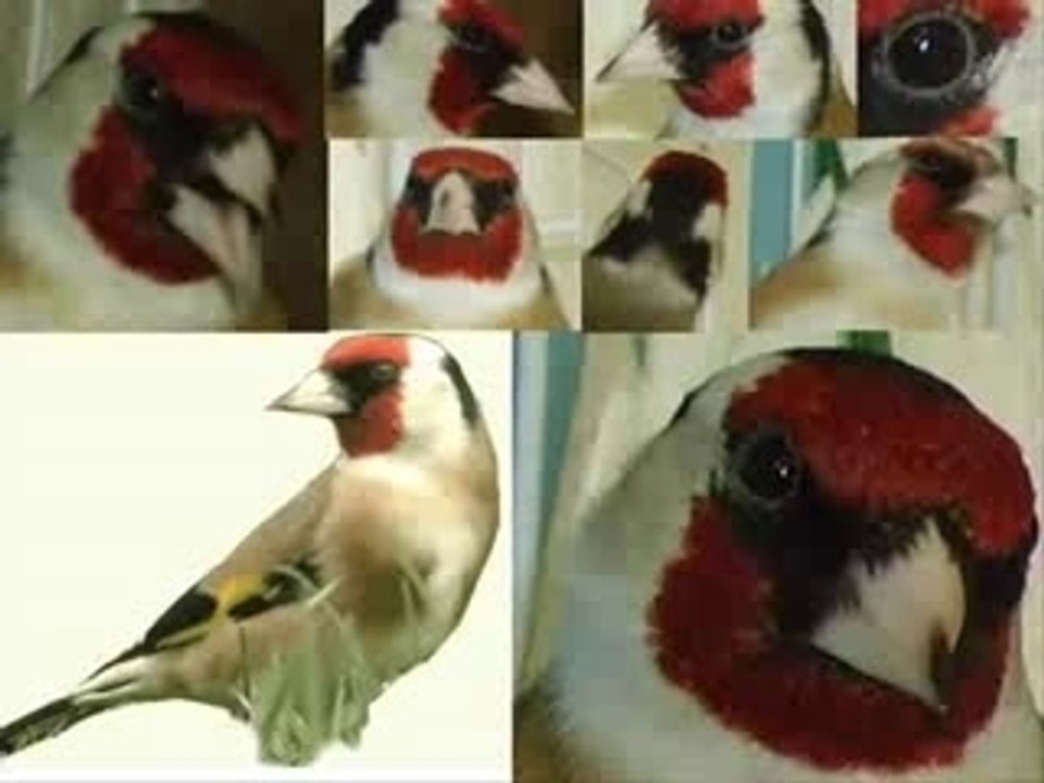 Chant de chardonneret parva algerien ma9nine