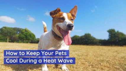 Keep Your Pets Safe During The Heart Wave
