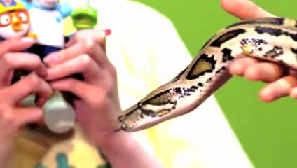 철원출장안마 -후불100%ョ070c5180c1619｛카톡NX34｝ 철원전지역출장안마 철원오피걸 철원출장마사지 철원안마 철원출장마사지 철원콜걸샵ヅテデ