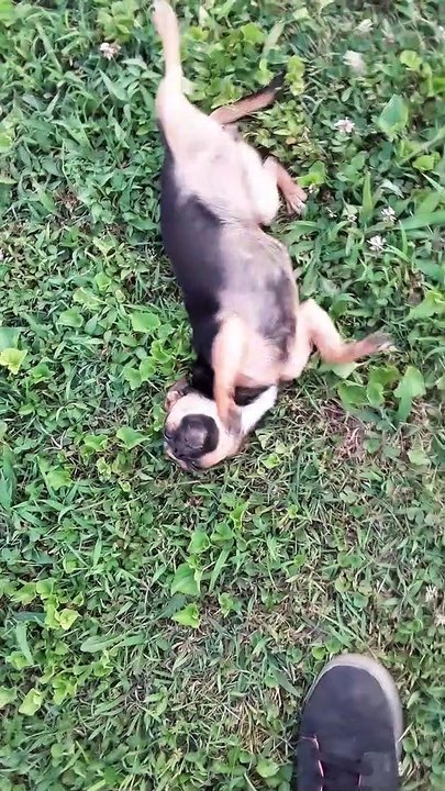 Pup keeps rolling into her back