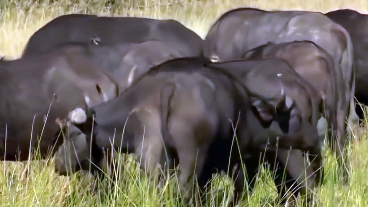 Buffalo Try Protect Calf But Lion