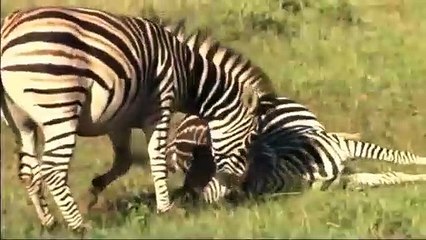 Lion Attack Zebra Giving Birth