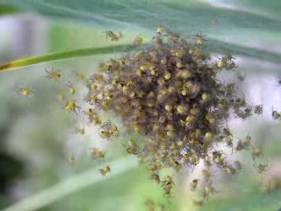 naissance d'arraignée