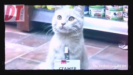 GATOS son CONTRATADOS para TRABAJAR en TIENDAS de NEW YOURK