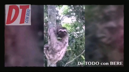 EL tierno GESTO de un OSO PEREZOSO hacia el HOMBRE que lo SALVO