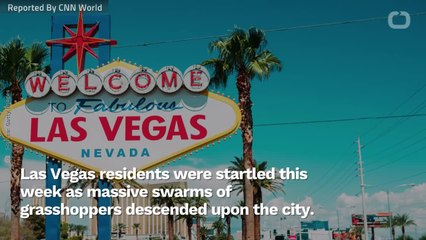 Hop To It: Grasshopper Plague Slams Las Vegas