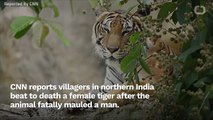 Tiger Beat To Death By Villagers In India