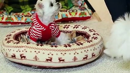 정선출장안마 -후불100%ョOiOc7362c3210｛카톡BB5858｝ 정선전지역출장안마 정선오피걸 정선출장마사지 정선안마 정선출장마사지 정선콜걸샵ぷへべ