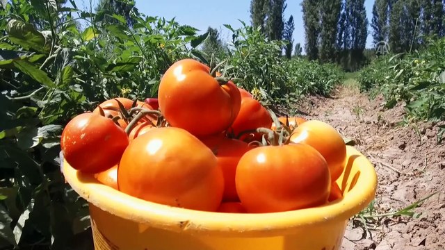 Iğdır'ın domatesi Doğu ve Güneydoğu'nun sofralarında yer alıyor