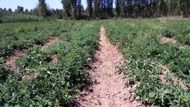 Iğdır'ın domatesi Doğu ve Güneydoğu'nun sofralarında yer alıyor