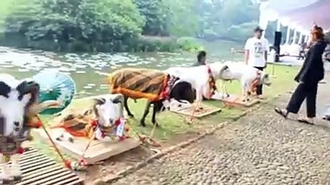 Eid ul azha qurbani k khubsurat tareem janwar