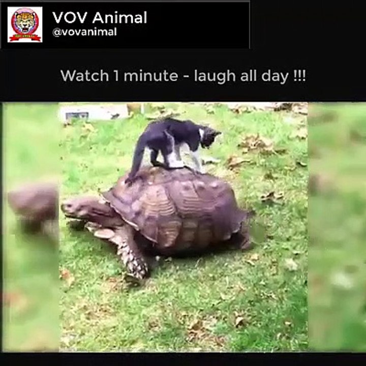 The funniest moments of animals!