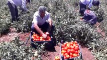 Araban yerli domates hasadı başladı