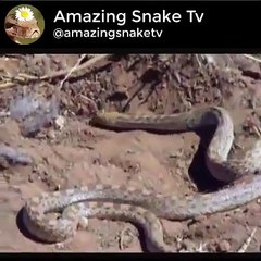 How Snake Dig A Hole For Himself  Let's Watch