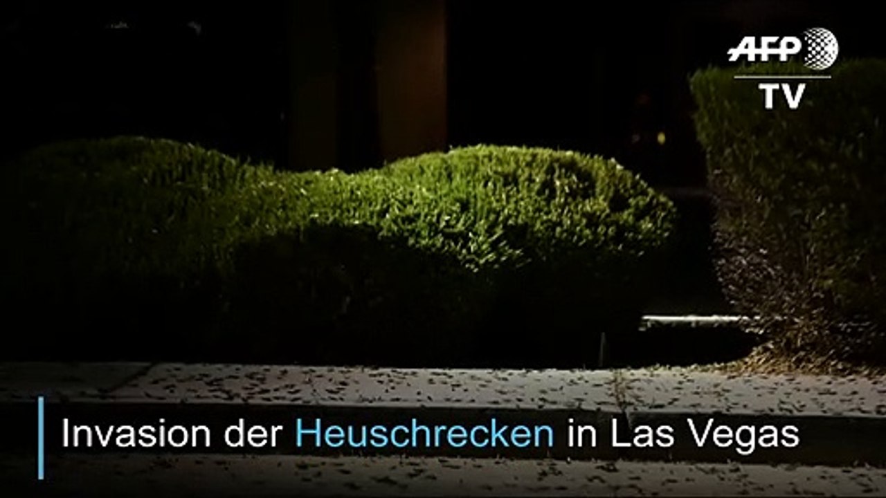 Invasion der Heuschrecken in Las Vegas