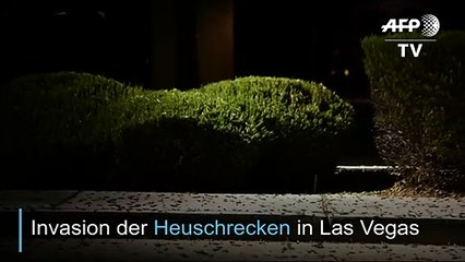 Invasion der Heuschrecken in Las Vegas