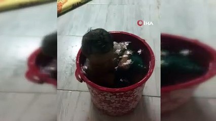 Adanalı bebeğin kovanın içinde serinlerken sevimli halleri