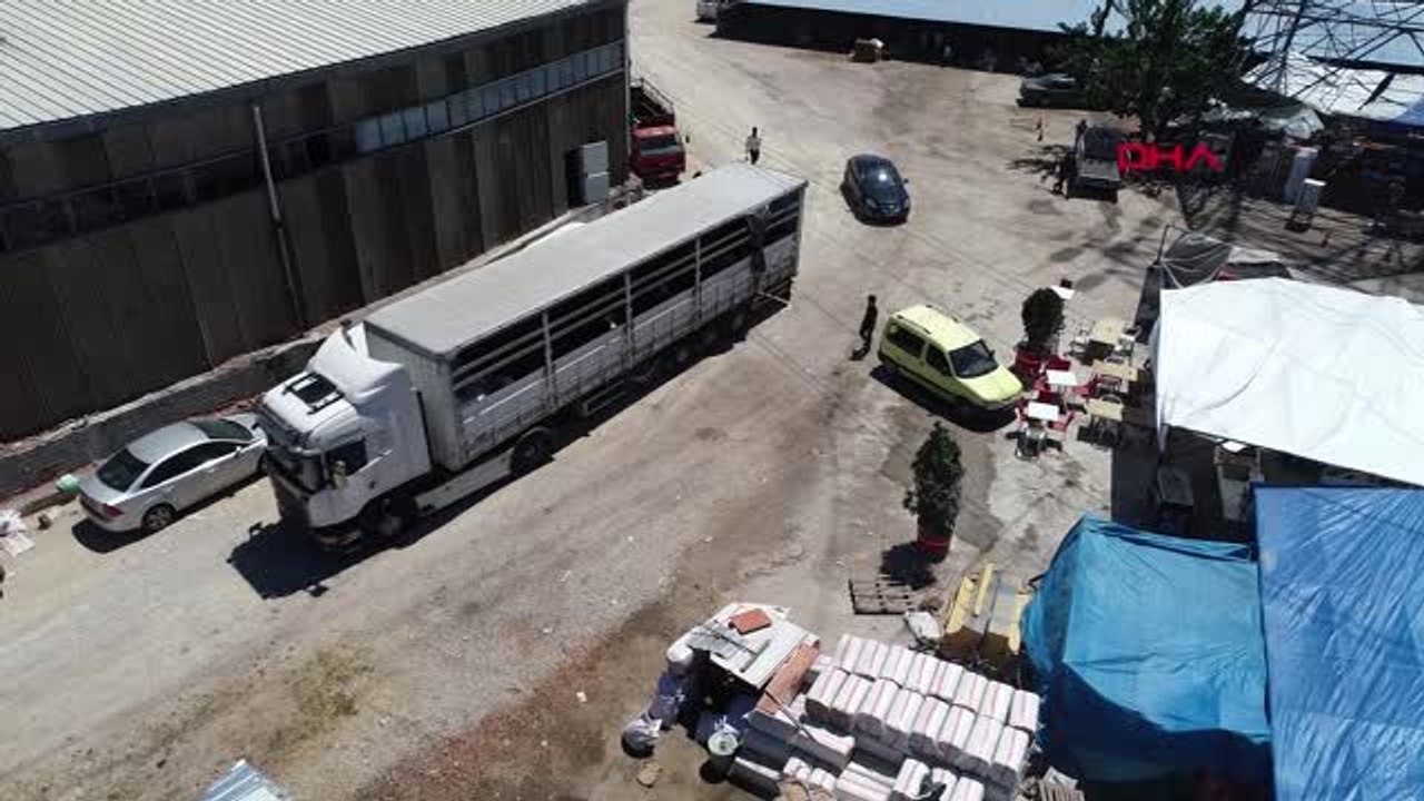 BURSA KURBANLIKLAR EFE 33 BİN, PAŞA İSE 25 BİN LİRAYA ALICISINI BEKLİYOR