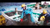 شاهد بالفيديو كيف يتم صيد السمك بكميات عملاقة