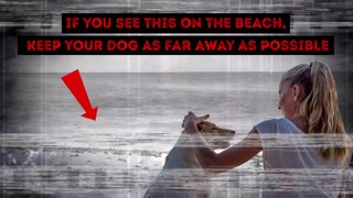 These things are dangerous for your pets on the beach