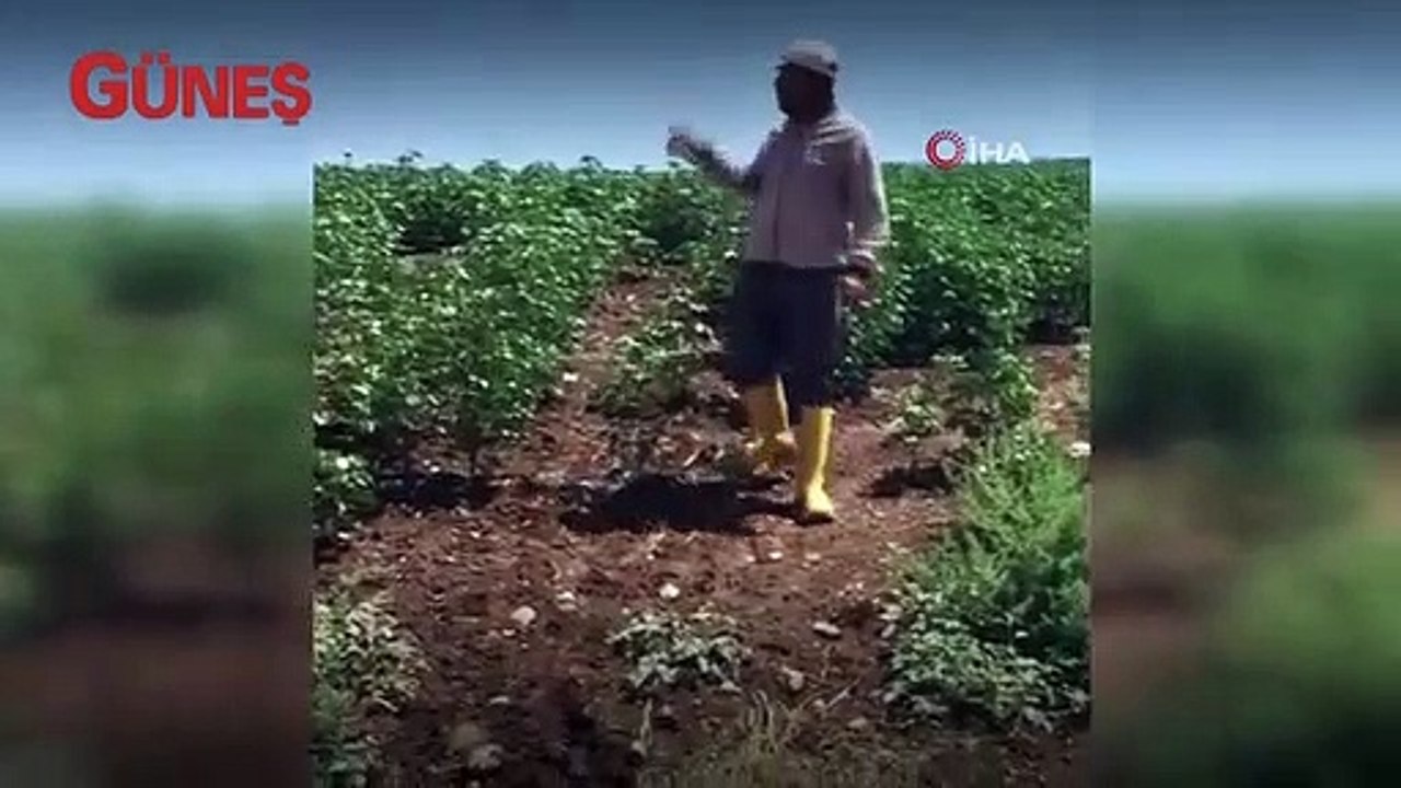 Diyarbakır'da sürü halinde gezen yaban domuzları köylere dadandı