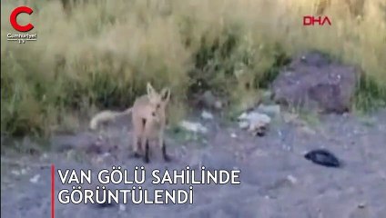 Görüntülendiğini fark edince gözden kayboldu!