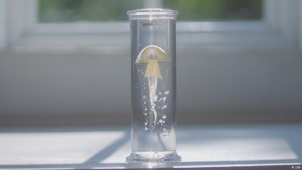 فنان يشكل قناديل البحر من الزجاج