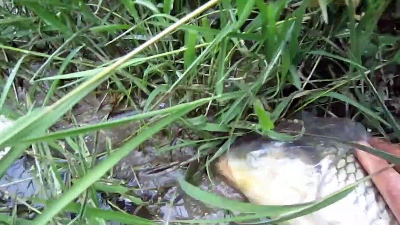 비닐쓰레기에 갇힌 잉어를 구조하다.(Rescue for carp)
