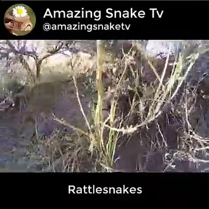 GoPro Falls Into Pit Of Rattle Snakes