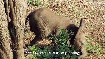Baby Elephants are So Clumsy! - First Year on Earth - Documentary