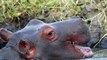 Do Hippos Swim - Natural World- Hippos - Documentary