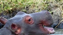 Do Hippos Swim - Natural World- Hippos - Documentary